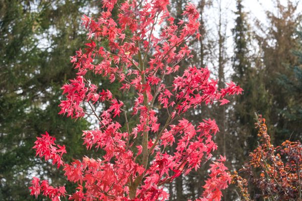 Japanese Maple Planting in New Braunfels