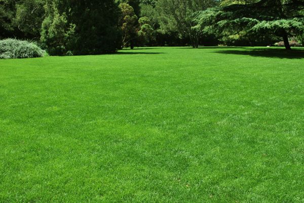 Lawn Landscaping in New Braunfels