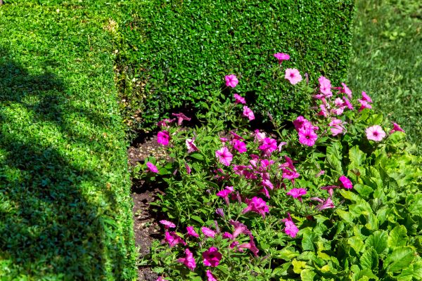 Softscaping Service in New Braunfels