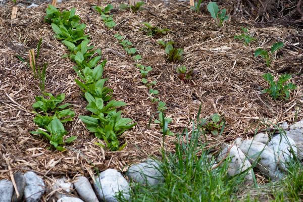 Mulch Service in New Braunfels