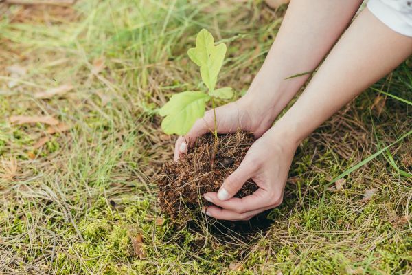 Oak Tree Planting in New Braunfels