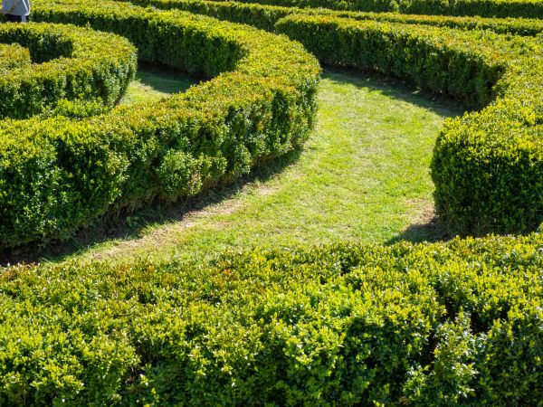 Bush Landscaping in New Braunfels