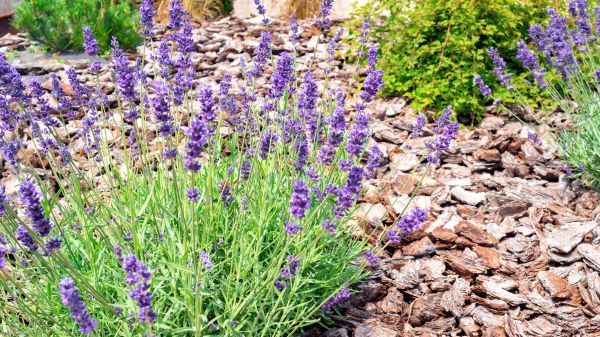 Pine Bark Landscaping in New Braunfels