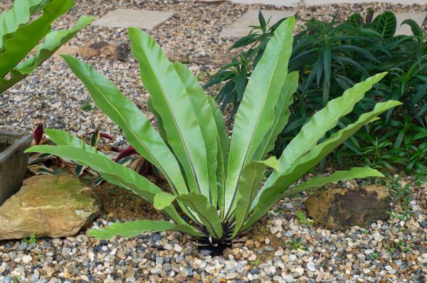 Pea Gravel Installation in New Braunfels