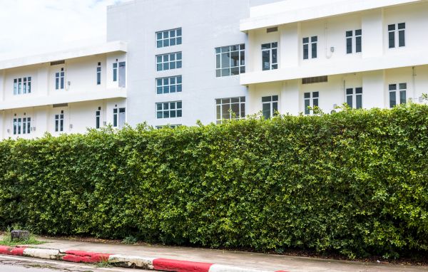 Privacy Landscaping in New Braunfels