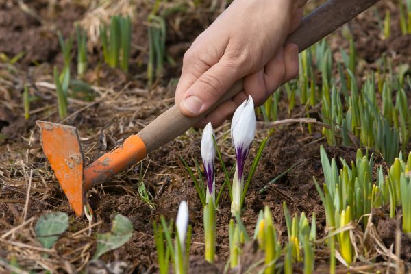 Flower Garden Weeding in New Braunfels