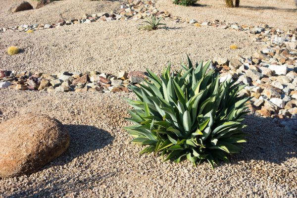 Xeriscaping Service in New Braunfels