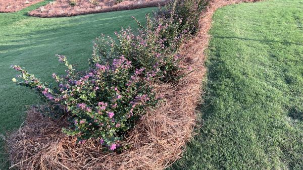 Pine Needle Landscaping