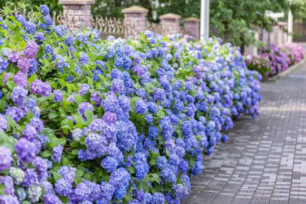 Hydrangea Landscaping in New Braunfels