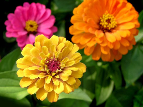 Zinnia Planting in New Braunfels