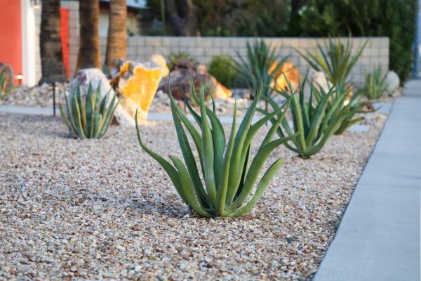 Drought Resistant Landscaping in New Braunfels