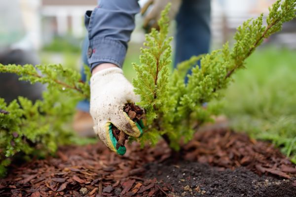 Church Mulching in New Braunfels