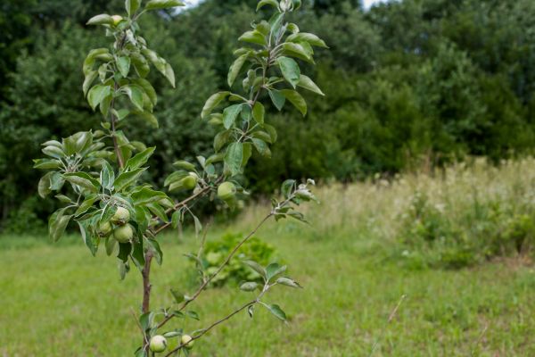 Apple Tree Planting in New Braunfels
