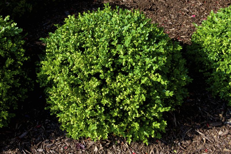Boxwood Planting