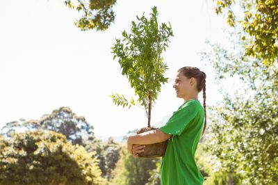Privacy Trees Planting